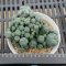 Lophophora Williamsii 6-7 cm 15 years old seed ownroot flower seedling ロフォフォラ 烏羽玉　仔吹き サボテン