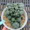 Lophophora Williamsii 6-7 cm 15 years old seed ownroot flower seedling ロフォフォラ 烏羽玉　仔吹き サボテン