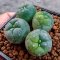 Lophophora Fricii 4-5 cm 2 years old seed ownroot flower seedling ロフォフォラ 烏羽玉　仔吹き サボテン