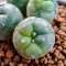 Lophophora Fricii 4-5 cm 2 years old seed ownroot flower seedling ロフォフォラ 烏羽玉　仔吹き サボテン