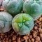 Lophophora Fricii 4-5 cm 2 years old seed ownroot flower seedling ロフォフォラ 烏羽玉　仔吹き サボテン