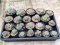 23x Lophophora hybrid 3-4 cm 12 years old seed ownroot flower seedling ロフォフォラ　烏羽玉　仔吹き サボテン