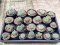 23x Lophophora hybrid 3-4 cm 12 years old seed ownroot flower seedling ロフォフォラ　烏羽玉　仔吹き サボテン