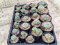 23x Lophophora hybrid 3-4 cm 12 years old seed ownroot flower seedling ロフォフォラ　烏羽玉　仔吹き サボテン