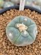 Lophophora alberto-vojtechii Zacatecas Mexico 2.5 cm 14 years old seed ownroot flower seedling ロフォフォラ　烏羽玉　仔吹き サボテン