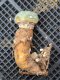 Lophophora alberto-vojtechii Zacatecas Mexico 2.5 cm 14 years old seed ownroot flower seedling ロフォフォラ　烏羽玉　仔吹き サボテン