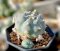 Lophophora Williamsii 7-8 cm 15 years old seed ownroot flower seedling ロフォフォラ 烏羽玉　仔吹き サボテン