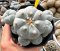 Lophophora Williamsii 7-8 cm 15 years old seed ownroot flower seedling ロフォフォラ 烏羽玉　仔吹き サボテン