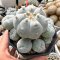 Lophophora Williamsii 7-8 cm 15 years old seed ownroot flower seedling ロフォフォラ 烏羽玉　仔吹き サボテン