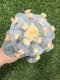 Lophophora Williamsii 7-8 cm 15 years old seed ownroot flower seedling ロフォフォラ 烏羽玉　仔吹き サボテン