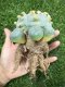 Lophophora Williamsii 7-8 cm 15 years old seed ownroot flower seedling ロフォフォラ 烏羽玉　仔吹き サボテン