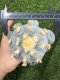 Lophophora Williamsii 7-8 cm 15 years old seed ownroot flower seedling ロフォフォラ 烏羽玉　仔吹き サボテン