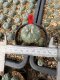 Lophophora Williamsii 6-7 cm 10 years old seed ownroot flower seedling ロフォフォラ　烏羽玉　仔吹き サボテン