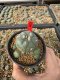 Lophophora Williamsii 6-7 cm 10 years old seed ownroot flower seedling ロフォフォラ　烏羽玉　仔吹き サボテン