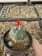 Lophophora Williamsii 6-7 cm 10 years old seed ownroot flower seedling ロフォフォラ　烏羽玉　仔吹き サボテン