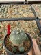 Lophophora Williamsii 6-7 cm 10 years old seed ownroot flower seedling ロフォフォラ　烏羽玉　仔吹き サボテン