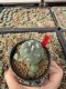 Lophophora Williamsii 6-7 cm 10 years old seed ownroot flower seedling ロフォフォラ　烏羽玉　仔吹き サボテン