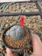 Lophophora Williamsii 6-7 cm 10 years old seed ownroot flower seedling ロフォフォラ　烏羽玉　仔吹き サボテン