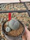 Lophophora Williamsii 6-7 cm 10 years old seed ownroot flower seedling ロフォフォラ　烏羽玉　仔吹き サボテン