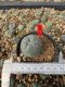 Lophophora Williamsii 5-6 cm 10 years old seed ownroot flower seedling ロフォフォラ　烏羽玉　仔吹き サボテン