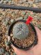 Lophophora Williamsii 5-6 cm 10 years old seed ownroot flower seedling ロフォフォラ　烏羽玉　仔吹き サボテン