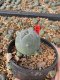 Lophophora Williamsii 5-6 cm 10 years old seed ownroot flower seedling ロフォフォラ　烏羽玉　仔吹き サボテン