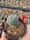 Lophophora Williamsii 5-6 cm 10 years old seed ownroot flower seedling ロフォフォラ　烏羽玉　仔吹き サボテン