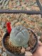 Lophophora Williamsii 5-6 cm 10 years old seed ownroot flower seedling ロフォフォラ　烏羽玉　仔吹き サボテン