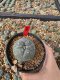 Lophophora Williamsii 5-6 cm 10 years old seed ownroot flower seedling ロフォフォラ　烏羽玉　仔吹き サボテン