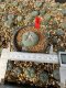 Lophophora Williamsii 5-6 cm 10 years old seed ownroot flower seedling ロフォフォラ　烏羽玉　仔吹き サボテン