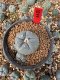 Lophophora Williamsii 5-6 cm 10 years old seed ownroot flower seedling ロフォフォラ　烏羽玉　仔吹き サボテン