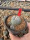 Lophophora Williamsii 5-6 cm 10 years old seed ownroot flower seedling ロフォフォラ　烏羽玉　仔吹き サボテン