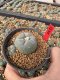 Lophophora Williamsii 5-6 cm 10 years old seed ownroot flower seedling ロフォフォラ　烏羽玉　仔吹き サボテン