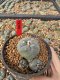 Lophophora Williamsii 5-6 cm 10 years old seed ownroot flower seedling ロフォフォラ　烏羽玉　仔吹き サボテン