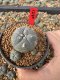 Lophophora Williamsii 5-6 cm 10 years old seed ownroot flower seedling ロフォフォラ　烏羽玉　仔吹き サボテン