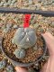 Lophophora Williamsii 5-6 cm 10 years old seed ownroot flower seedling ロフォフォラ　烏羽玉　仔吹き サボテン