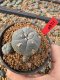 Lophophora Williamsii 5-6 cm 10 years old seed ownroot flower seedling ロフォフォラ　烏羽玉　仔吹き サボテン