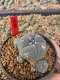 Lophophora Williamsii 5-6 cm 10 years old seed ownroot flower seedling ロフォフォラ　烏羽玉　仔吹き サボテン