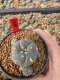 Lophophora Williamsii 5-6 cm 10 years old seed ownroot flower seedling ロフォフォラ　烏羽玉　仔吹き サボテン