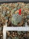 Lophophora Williamsii 5-6 cm 10 years old seed ownroot flower seedling ロフォフォラ　烏羽玉　仔吹き サボテン