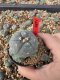 Lophophora Williamsii 5-6 cm 10 years old seed ownroot flower seedling ロフォフォラ　烏羽玉　仔吹き サボテン