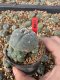 Lophophora Williamsii 5-6 cm 10 years old seed ownroot flower seedling ロフォフォラ　烏羽玉　仔吹き サボテン