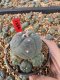 Lophophora Williamsii 5-6 cm 10 years old seed ownroot flower seedling ロフォフォラ　烏羽玉　仔吹き サボテン