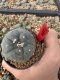 Lophophora Williamsii 5-6 cm 10 years old seed ownroot flower seedling ロフォフォラ　烏羽玉　仔吹き サボテン