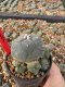 Lophophora Williamsii 5-6 cm 10 years old seed ownroot flower seedling ロフォフォラ　烏羽玉　仔吹き サボテン