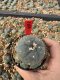 Lophophora Williamsii 5-6 cm 10 years old seed ownroot flower seedling ロフォフォラ　烏羽玉　仔吹き サボテン
