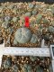 Lophophora Williamsii 5-6 cm 10 years old seed ownroot flower seedling ロフォフォラ　烏羽玉　仔吹き サボテン