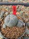 Lophophora Williamsii 5-6 cm 10 years old seed ownroot flower seedling ロフォフォラ　烏羽玉　仔吹き サボテン