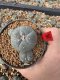 Lophophora Williamsii 5-6 cm 10 years old seed ownroot flower seedling ロフォフォラ　烏羽玉　仔吹き サボテン