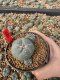 Lophophora Williamsii 5-6 cm 10 years old seed ownroot flower seedling ロフォフォラ　烏羽玉　仔吹き サボテン